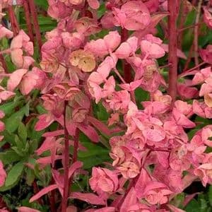 Euphorbia x martinii   9cm  SOLD OUT