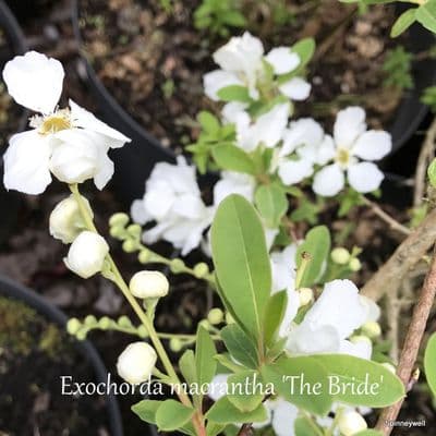 Exochorda macrantha 'The Bride'  3L