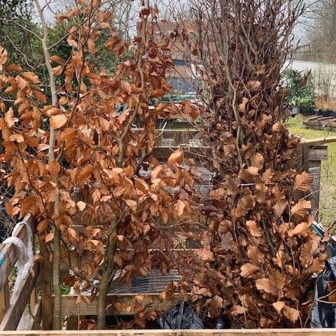 Fagus sylvatica 120-150cm hedging
