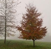 Fagus sylvatica   to be quoted for size