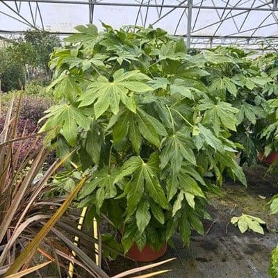 Fatsia japonica   1-1.20cm 15L