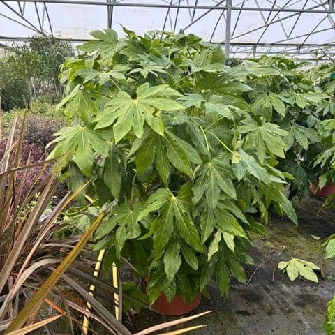 Fatsia japonica   1-1.20cm 15L