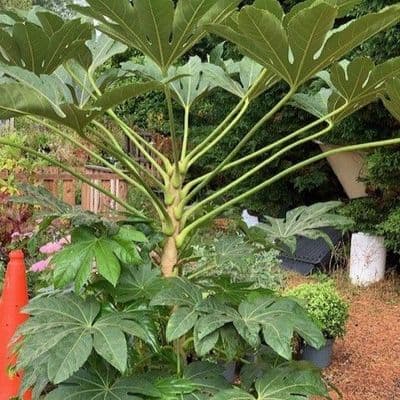 Fatsia japonica  1.20cmH 25L  COLLECTION RECOMMENDED