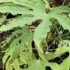 Fatsia polycarpa 'Green Fingers' (many fruited Aralia)  4L  LAST ONE