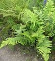 Ferns, Grasses, Bamboo, Pond Plants & Marginals
