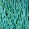 Festuca 'Blue Haze'  9cm