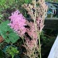Filipendula rubra Venusta  (Meadowsweet) 5L