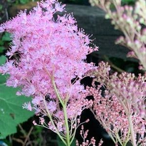 Filipendula rubra Venusta  (Meadowsweet) 5L