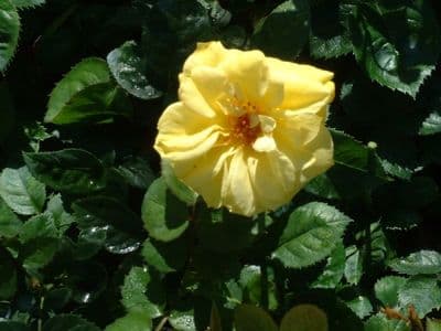 Floribunda Rose 'Golden Wedding'  9cm pot