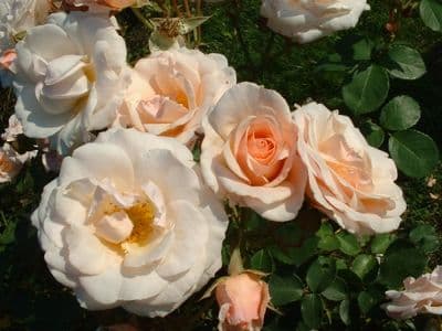 Floribunda Rose 'Pretty Lady'   shrub  9cm pot
