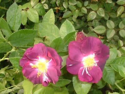 Floribunda Rose 'Rhapsody in Blue'   9cm pot