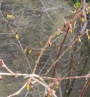 Forsythia suspensa 'Nymans'  3L