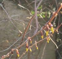 Forsythia suspensa 'Nymans'  3L