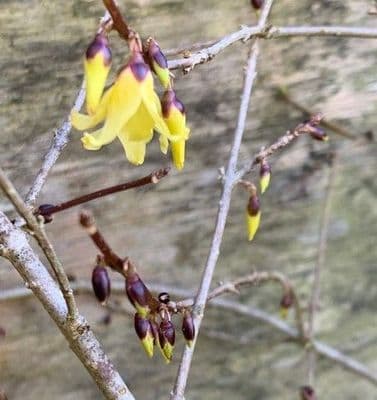 Forsythia suspensa 'Nymans'  3L