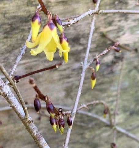 Forsythia suspensa 'Nymans'  3L
