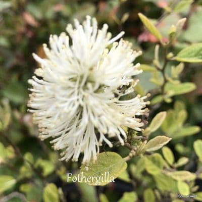 Fothergilla major  10L  READY MARCH 2026