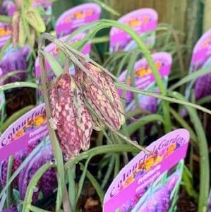 Fritillaria meleagris 9cm (snakeshead fritillary)