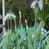 Galanthus elwesii  (snowdrops) 9cm