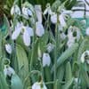 Galanthus nivalis (snowdrops) 9cm