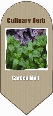 Garden Mint 2L