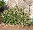 Garrya eliptica 'James Roof'  3L  80-100cm