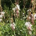 Gaura lindheimeri 'Whirling Butterflies' 3L