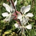Gaura lindheimeri 'Whirling Butterflies' 3L
