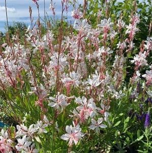 Gaura lindheimeri 'Whirling Butterflies' 3L