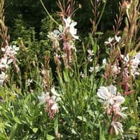 Gaura lindheimeri 'Whirling Butterflies' 9cm