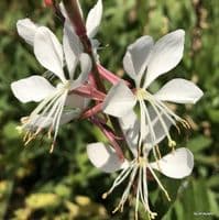 Gaura lindheimeri 'Whirling Butterflies' 9cm