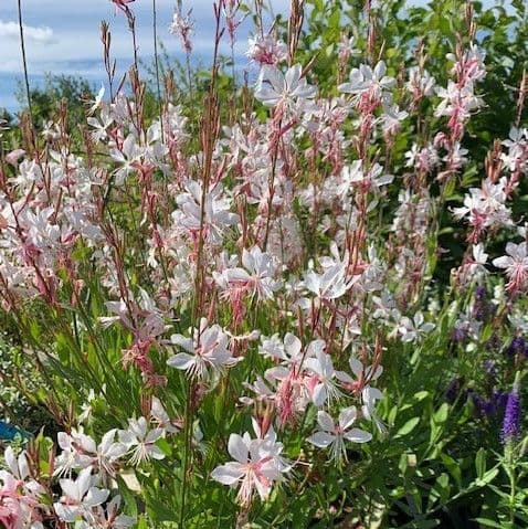 Gaura lindheimeri 'Whirling Butterflies' 9cm