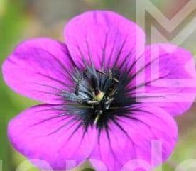 Geranium 'Ann Folkard'   2L  SOLD OUT