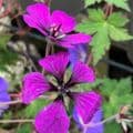 Geranium 'Anne Thomson'  2L