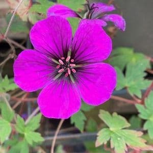 Geranium 'Anne Thomson'  2L