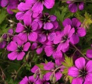 Geranium 'Azure Rush'  2L  SOLD OUT