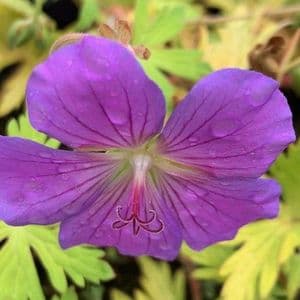 Geranium 'Blue Sunrise'  2L