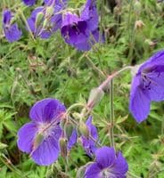 Geranium 'Brookside' 2L