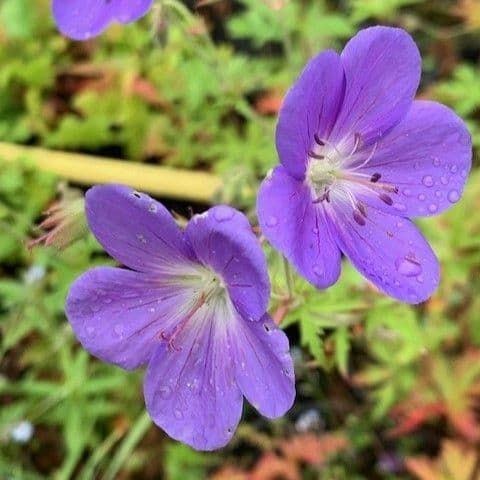Geranium 'Brookside' 2L