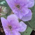 Geranium 'Cloud Nine'  2L