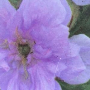 Geranium 'Cloud Nine'  2L