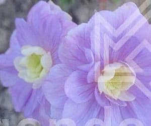 Geranium 'Cloud Nine'  9cm