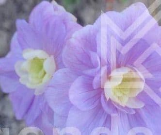 Geranium 'Cloud Nine'  9cm