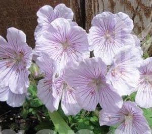 Geranium 'Derrick Cook'   2L
