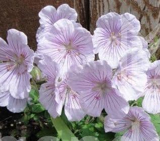 Geranium 'Derrick Cook'   2L