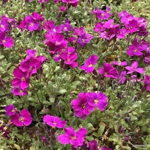Geranium 'Dilys'  3L