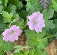 Geranium 'Dreamland'  PBR   2L
