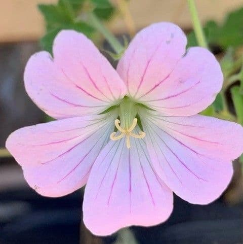 Geranium Dreamland PBR 2L
