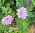 Geranium 'Dreamland'  PBR   2L  TEMP OUT OF STOCK