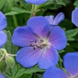 Geranium himalayense 'Baby Blue'  2L