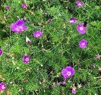 Geranium incanum  9cm  OUT OF STOCK